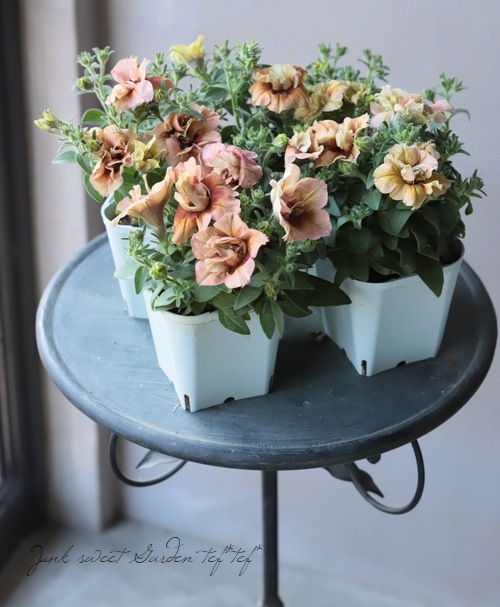 Ȭ�ź餭�ڥ���˥����ؤ�������ơ١�ī�Ҥ��ޤ󥷥꡼��