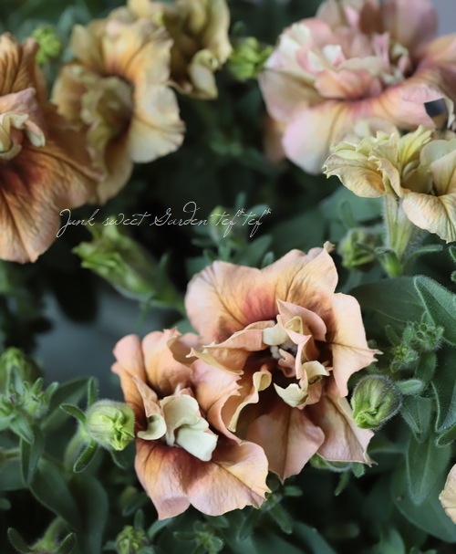 Ȭ�ź餭�ڥ���˥����ؤ�������ơ١�ī�Ҥ��ޤ󥷥꡼��