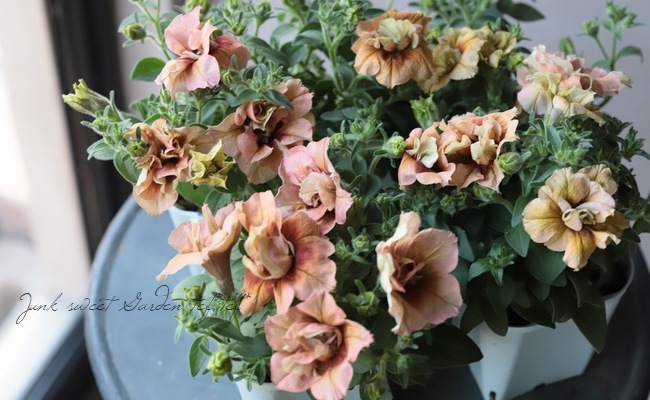 Ȭ�ź餭�ڥ���˥����ؤ�������ơ١�ī�Ҥ��ޤ󥷥꡼��