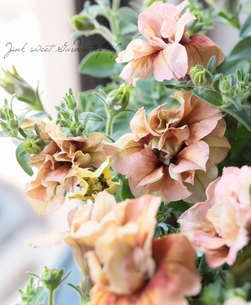 Ȭ�ź餭�ڥ���˥����ؤ�������ơ١�ī�Ҥ��ޤ󥷥꡼��