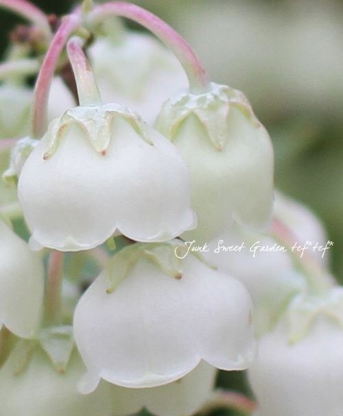 ゼノビア・プルベルレンタ 『すずらんの木』 | すべての商品 | | Junk