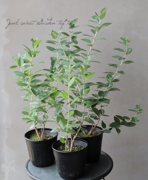 ゼノビア・プルベルレンタ 『すずらんの木』 | すべての商品 | | Junk