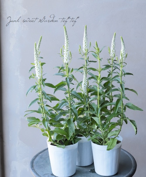 �ɺ��٥��˥����إե������ȥ֥饤�ȡ�