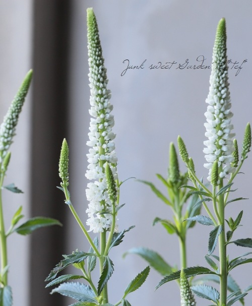 �ɺ��٥��˥����إե������ȥ֥饤�ȡ�