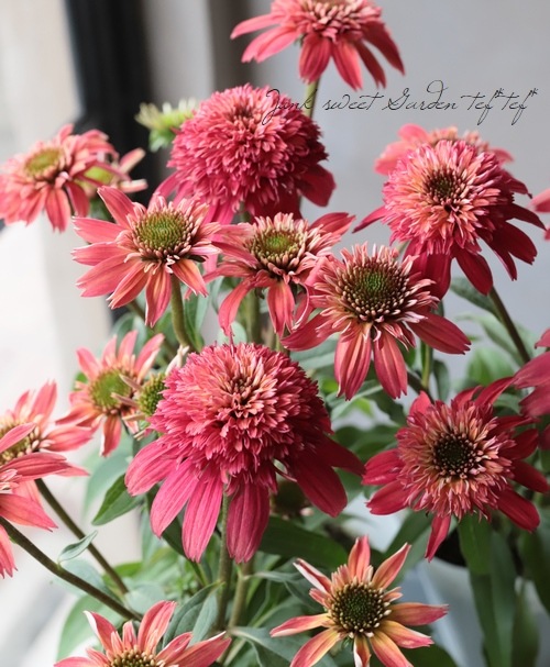 GFキャベック　　お花 ｜エキナセア｜マーシャル | Rumoi.Flower.Productions