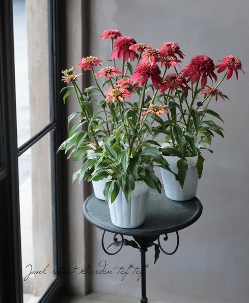 GFキャベック　　お花 ｜エキナセア｜マーシャル | Rumoi.Flower.Productions