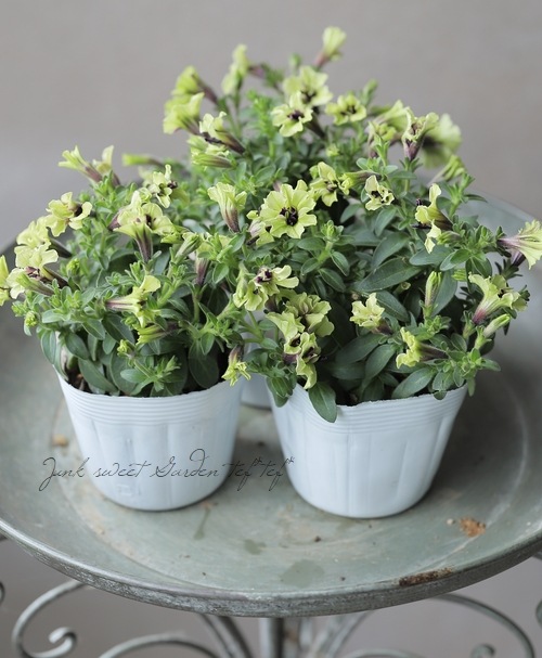 花芳オリジナル】 小輪ペチュニア 『ピスターシュ』 | すべての商品