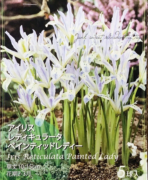 ڵ庬 餭ꥹƥ顼 إڥƥåɥǥ