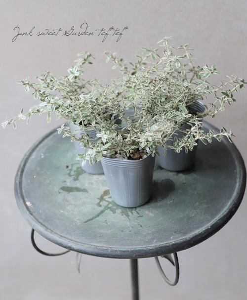 �����ꥳ�ץ����� �إ��������١��إ��륭����