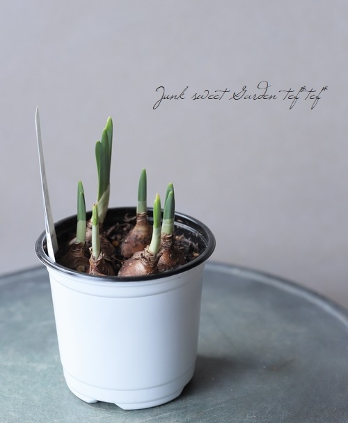 スイセン タリア すべての商品 Junk Sweet Garden Tef Tef