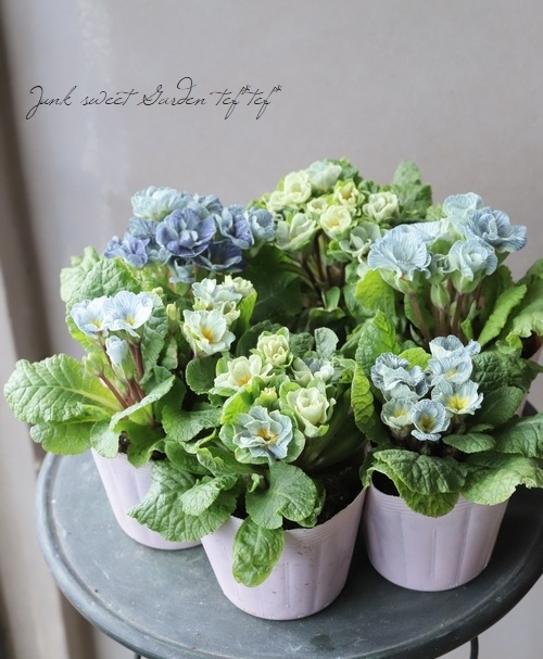 みもと園芸さんのプリムラ 『アクアブルー』 | すべての商品 | | Junk