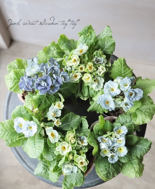 みもと園芸さんのプリムラ 『アクアブルー』 | すべての商品 | | Junk