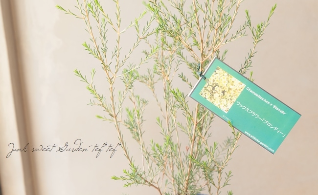 ワックスフラワー ブロンディ すべての商品 Junk Sweet Garden Tef Tef ワックスフラワー ブロンディ すべての商品 Junk Sweet Garden Tef Tef