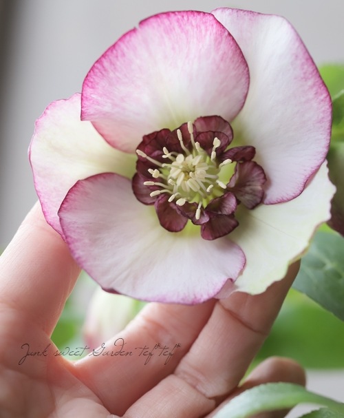 4_000000015033.jpg?1612431565