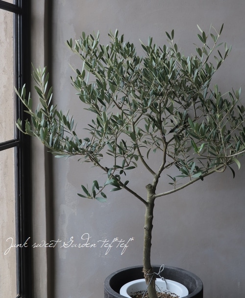 ꡼֡إͥХǥ֥ -nevadillo blanco-١ߺϲsoujuΩơNo.7