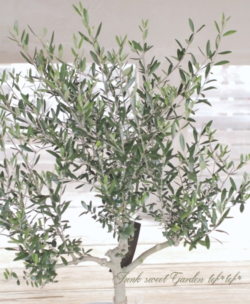 ꡼֡إͥХǥ֥ -nevadillo blanco-١ߺϲsoujuΩơNo.7