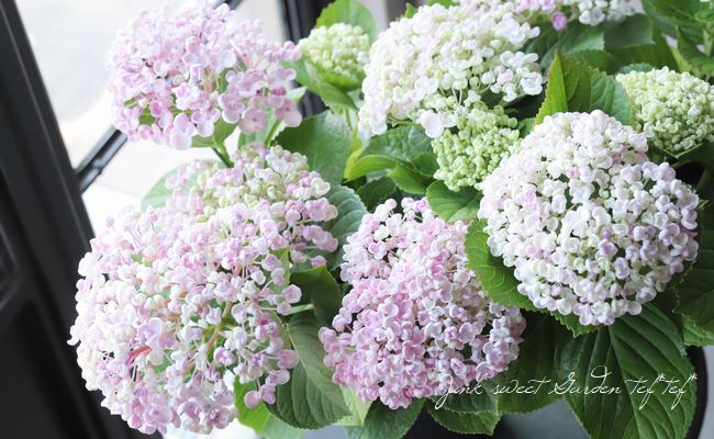 オタフクアジサイ現品A 　オマケ付 オタフクアジサイ現品A オマケ付 【公式通販】