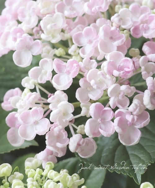 おたふく紫陽花 ピンク すべての商品 Junk Sweet Garden Tef Tef