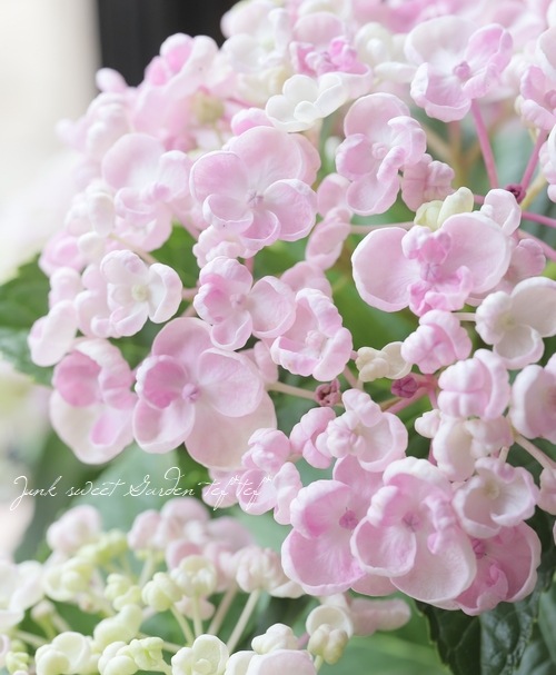 おたふく紫陽花 『ベイビーピンク』 | すべての商品 | | Junk sweet 