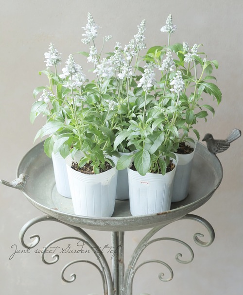 �ڿ������� ���ܷϽɺ�����ӥ����إ��쥤���㥹�ۥ磻�ȡ١�