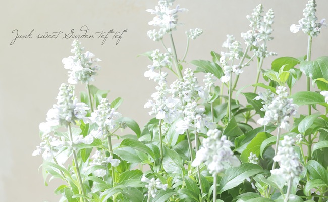 �ڿ������� ���ܷϽɺ�����ӥ����إ��쥤���㥹�ۥ磻�ȡ١�