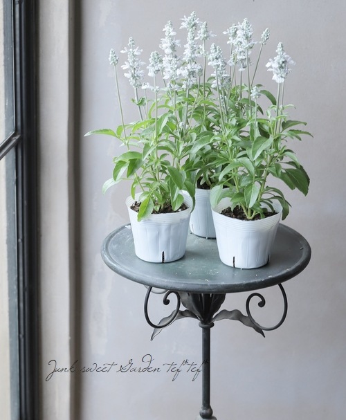 新色！】 栄養系宿根サルビア 『グレイシャスホワイト』 | すべての