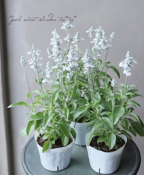 新色！】 栄養系宿根サルビア 『グレイシャスホワイト』 | すべての