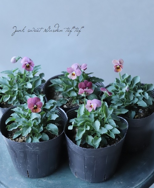 �ߤ�ȥӥ��顡�إ�����̴�� ���Ѥ��餭�ԥ󥯡�