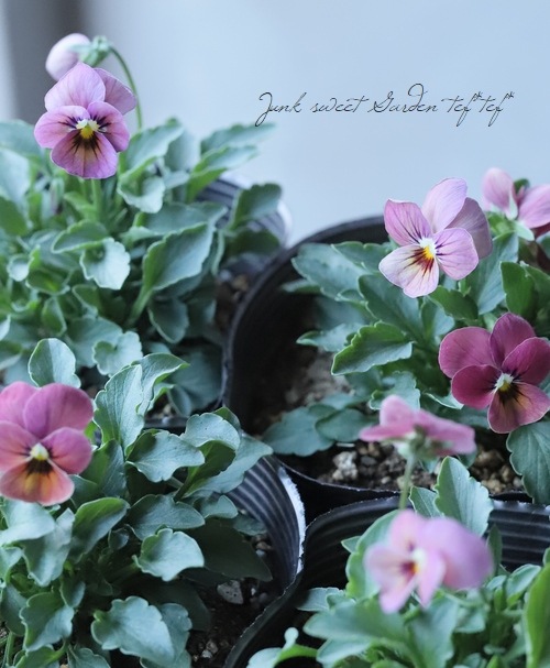 �ߤ�ȥӥ��顡�إ�����̴�� ���Ѥ��餭�ԥ󥯡�