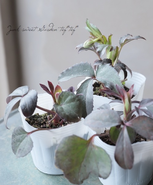 松村園芸・カラーリーフクリスマスローズ 『銅葉ブロンズリーフ