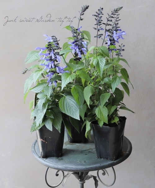 スーパーサルビア・ロックンロール 『ブルーティアーズ』 | すべての