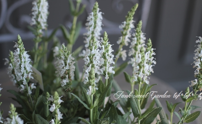 宿根サルビア・ネモローサ 『リリカル・ホワイト』 | すべての商品