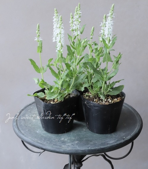 宿根サルビア・ネモローサ 『リリカル・ホワイト』 | すべての商品