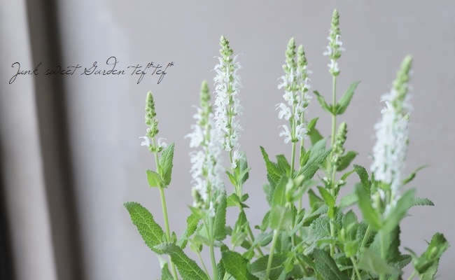 宿根サルビア・ネモローサ 『リリカル・ホワイト』 | すべての商品