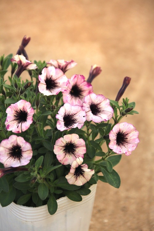 極小輪多花性ペチュニア ヴァルゴ 『アンティークピンク』 | すべての