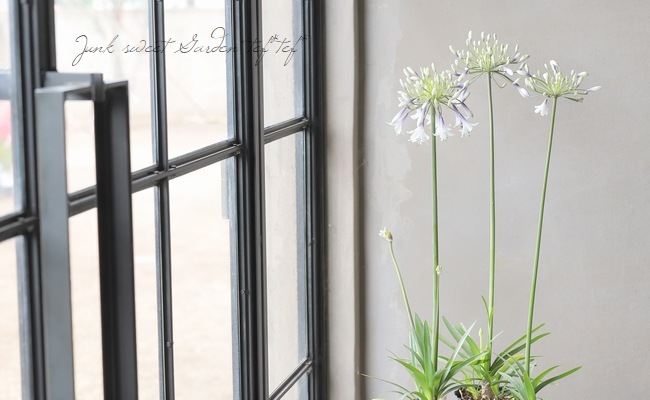 アガパンサス 『ファイヤーワークス』 小型のコンパクト品種