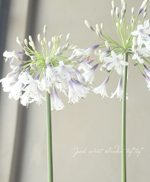 アガパンサス 『ファイヤーワークス』 小型のコンパクト品種