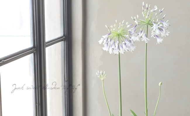 アガパンサス 『ファイヤーワークス』 小型のコンパクト品種