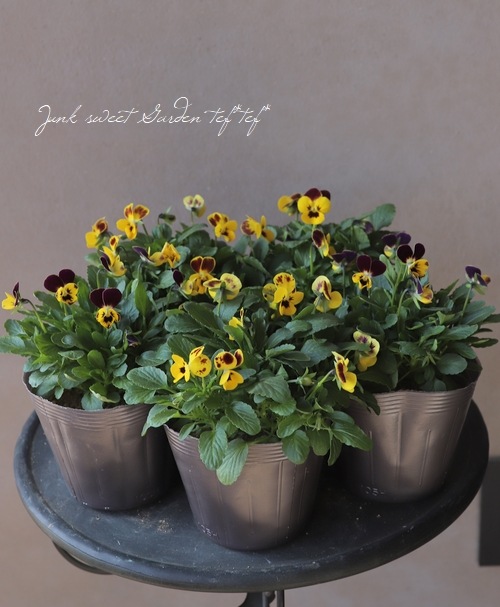 みもとビオラ 『みつばちビービ』 | すべての商品 | | Junk sweet