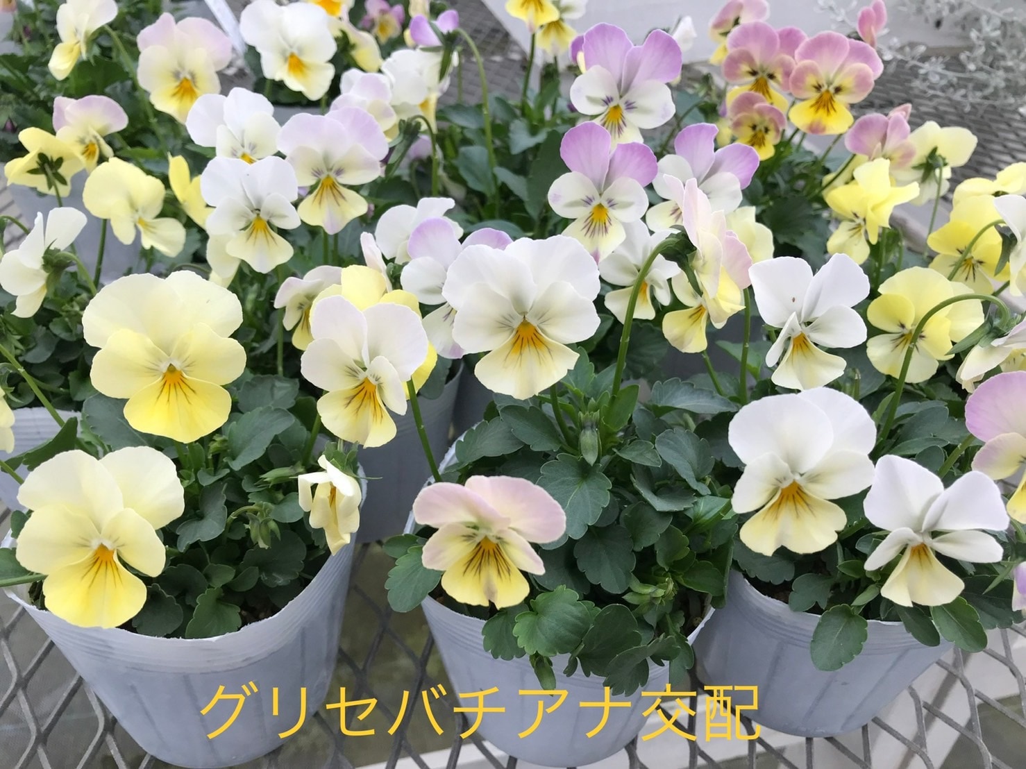 ○ROKA HEARTS 育種ビオラ 『グリセバチアナ交配』 | すべての商品