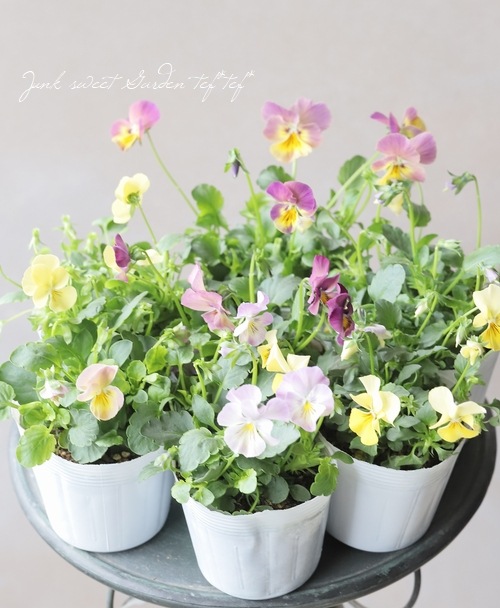 ○ROKA HEARTS 育種ビオラ 『グリセバチアナ交配』 | すべての商品