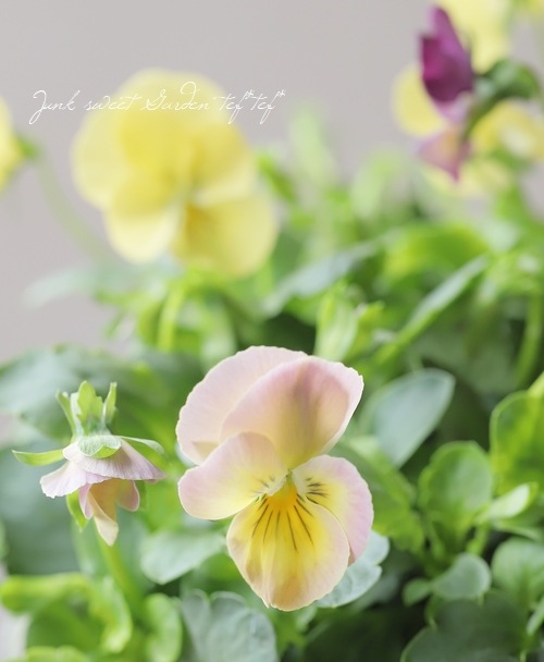 ○ROKA HEARTS 育種ビオラ 『グリセバチアナ交配』 | すべての商品