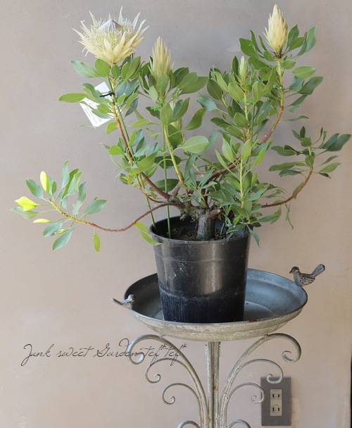 プロテア 『スパイキーホワイト』 オーストラリアンプランツ | すべて