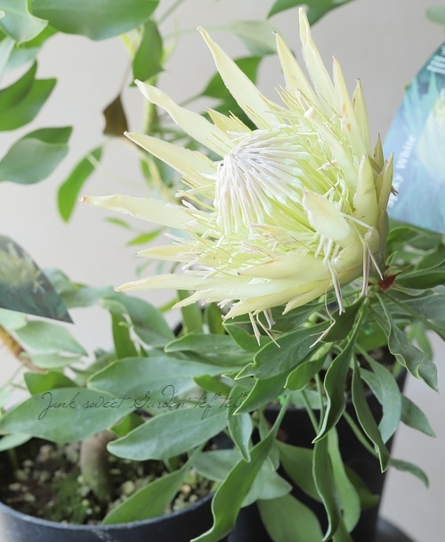⭐︎オージープランツ⭐︎ プロテア　スパイシー・ホワイト鉢植え 園芸ネット本店｜プロテア：スパイキーホワイト7号鉢23-01 の通販【公式】