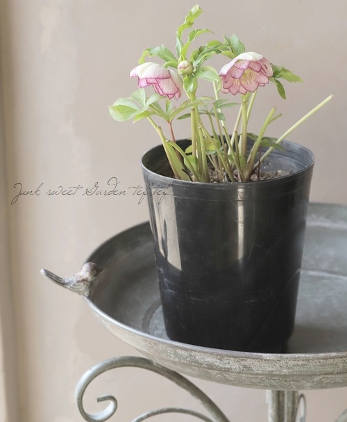 大和園】 クリスマスローズ 『ダブルホワイトピコティ』 【No.6