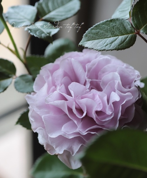 ラスト❣️激レア！超強香超強健！アンテック風のバラ苗　二年生株　切り花品種 バラ苗・強香！フレグランスローズシリーズ 四季咲き 『エターナル』 2