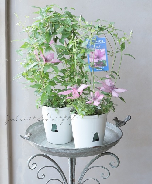クレマチスです Clematis【Inspiration】-9P LivePlant｜灵感｜Dutch Cut Flower