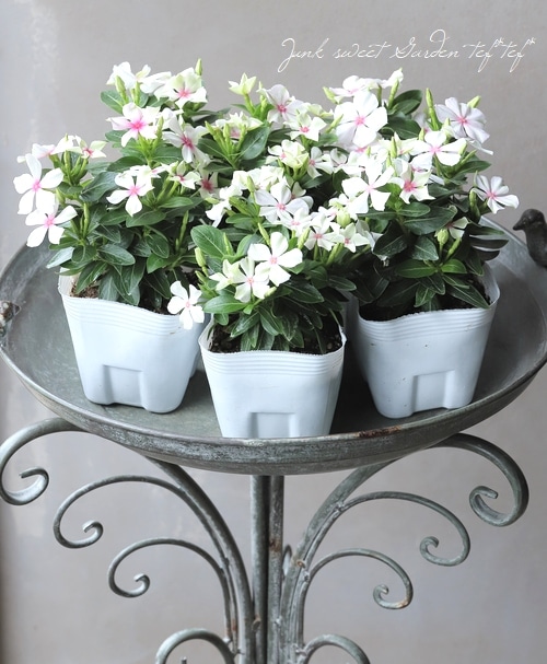 北島園芸オリジナル】ニチニチソウ 『シャガールミント風車』 | すべて