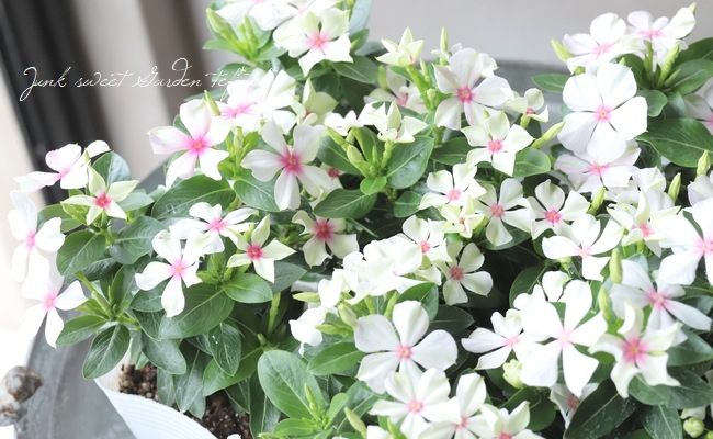 地球と花 北島園芸オリジナル】ニチニチソウ 『シャガールミント風車』 | すべて