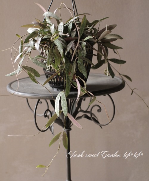 �ڴ��տ�ʪ�� �ۥ䡡�إ�����ƥ����١إ�����󥵥��١���������